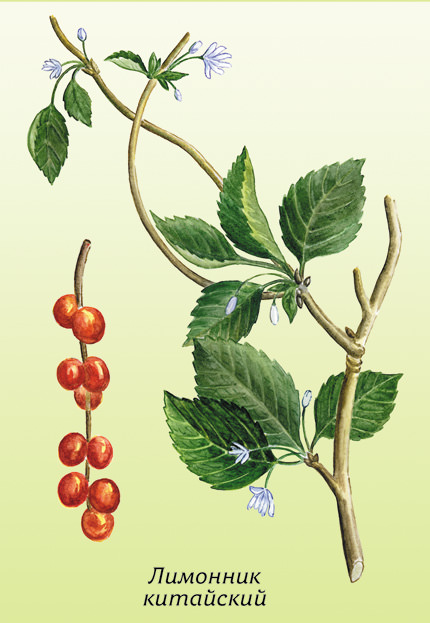 Лимонник Лимонник