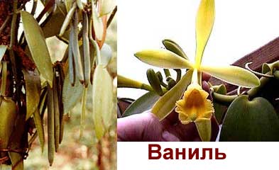Ваниль Ваниль